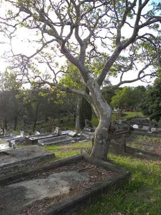 photo of Balmoral (section 20) Cemetery